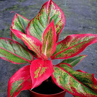Aglaonema foliage pflanze samen for indoor décor