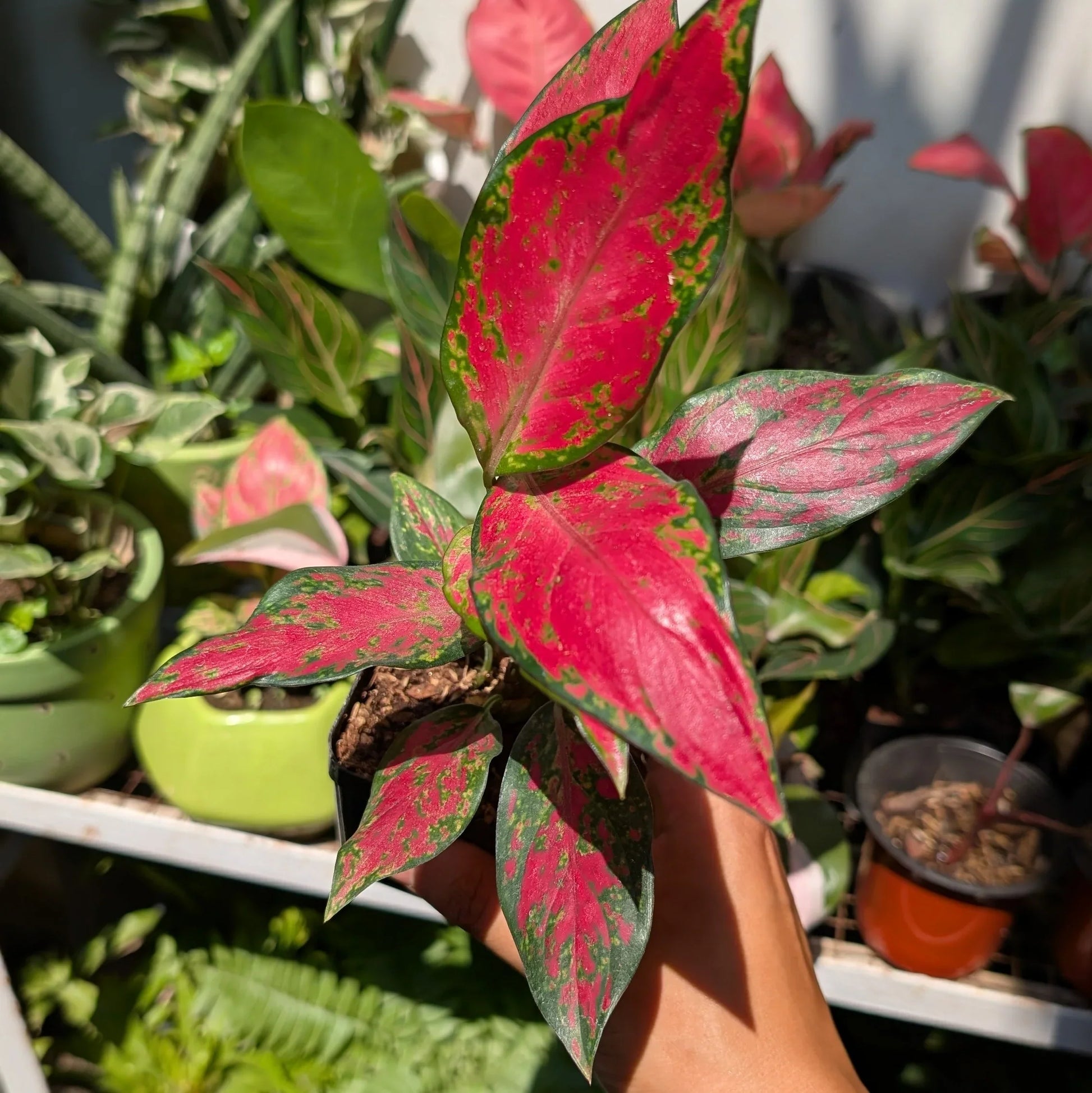Aglaonema samen for potted indoor pflanzen