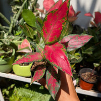 Aglaonema samen for potted indoor pflanzen
