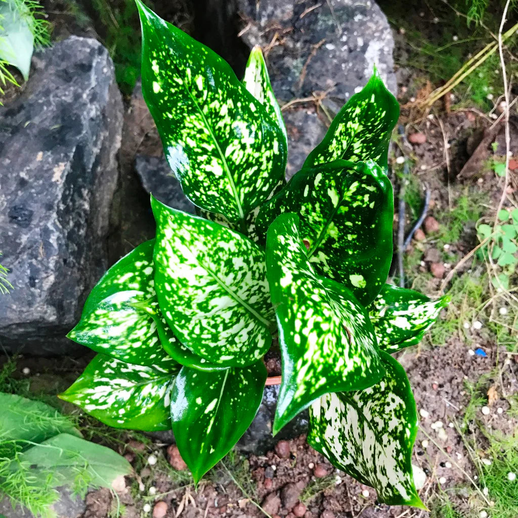 Grün Aglaonema Blumensamen zur Aussaat – Landhaus Garten wichtig – Traditionssorte & ohne Gentechnik Samen Hausgarten