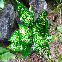 Grün Aglaonema Blumensamen zur Aussaat – Landhaus Garten wichtig – Traditionssorte & ohne Gentechnik Samen Hausgarten