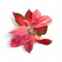 Grün Rot Aglaonema Blumensamen zur Aussaat – duftend Blüten – Traditionssorte & ohne Gentechnik Samen Hausgarten