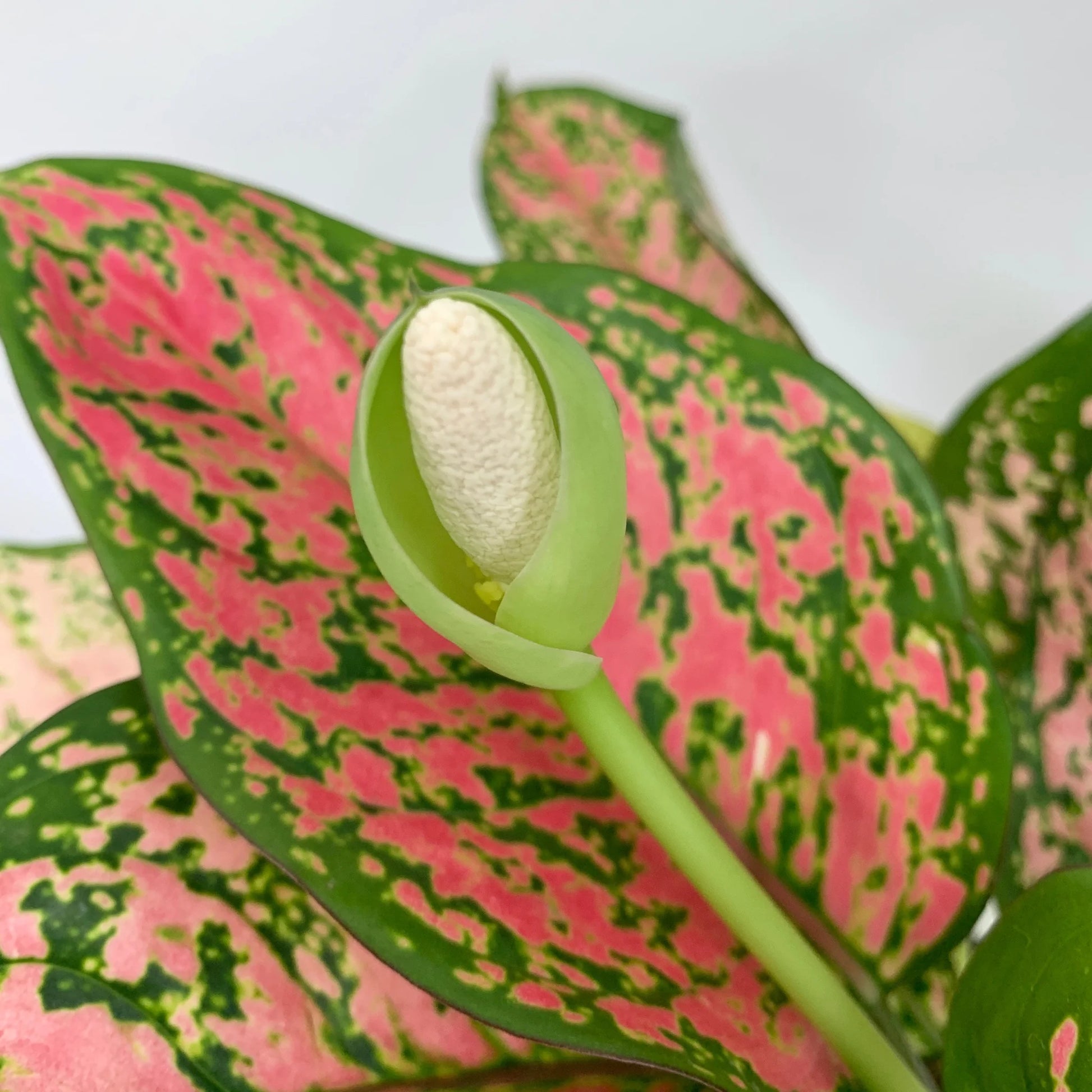 Gelb Aglaonema Blumensamen zur Aussaat – kompakt Wuchs – Traditionssorte & ohne Gentechnik Samen Hausgarten