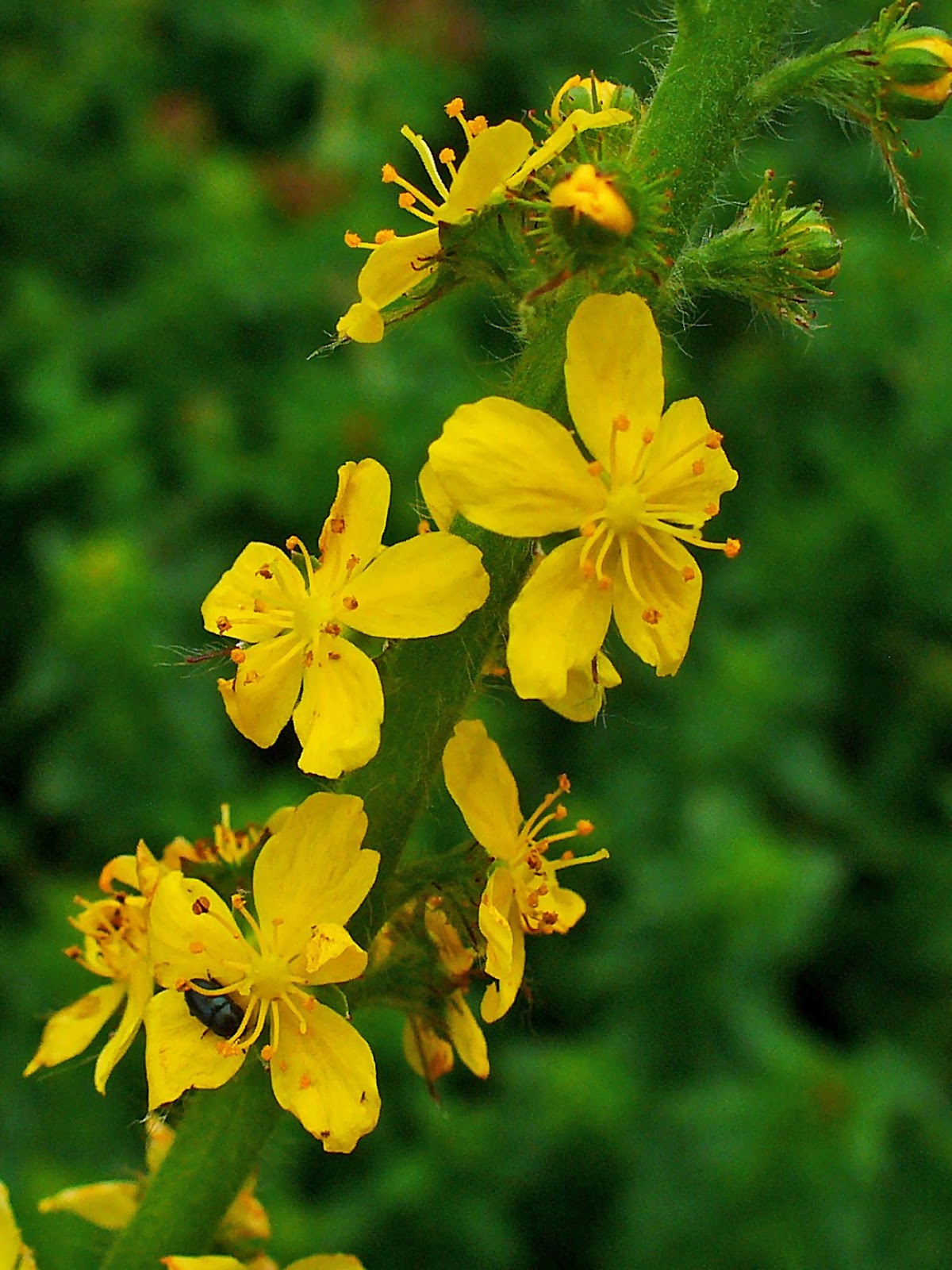 Traditionssorte Agrimony Blumensamen zur Aussaat farbenfroh Schau Traditionssorte & ohne Gentechnik Samen Hausgarten