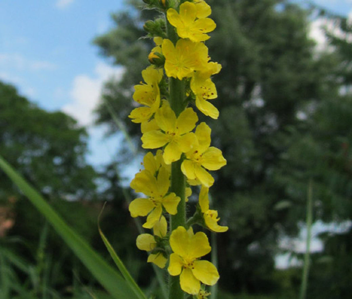 Agrimonia (agrimonia blume) samen for anpflanzung in home garten