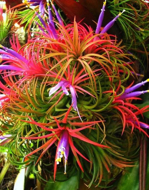 Tillandsia Blumensamen zur Aussaat – Halbschatten verträglich – Traditionssorte & ohne Gentechnik Samen Hausgarten