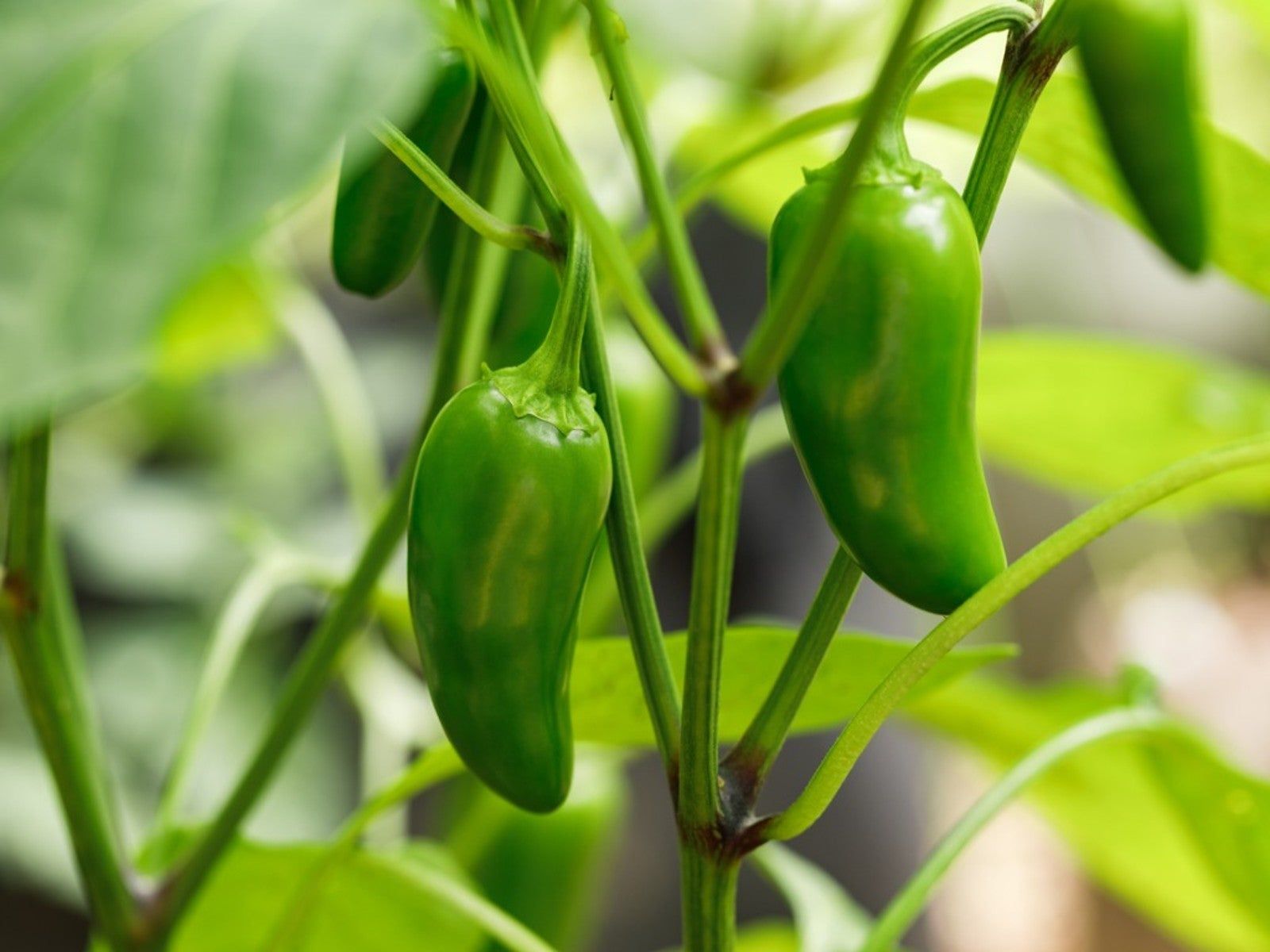 Jalapeno Samen for Gemüse Planting