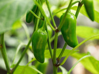 Jalapeno Samen for Gemüse Planting
