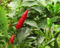 Jalapeno M Pepper Samen for Mildly Hot Peppers