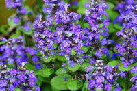Blau ajuga groundcover pflanze