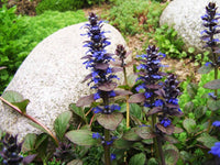 Non gmo ajuga reptans blau samen