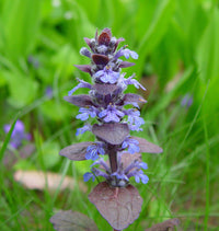 Non gmo ajuga reptans samen
