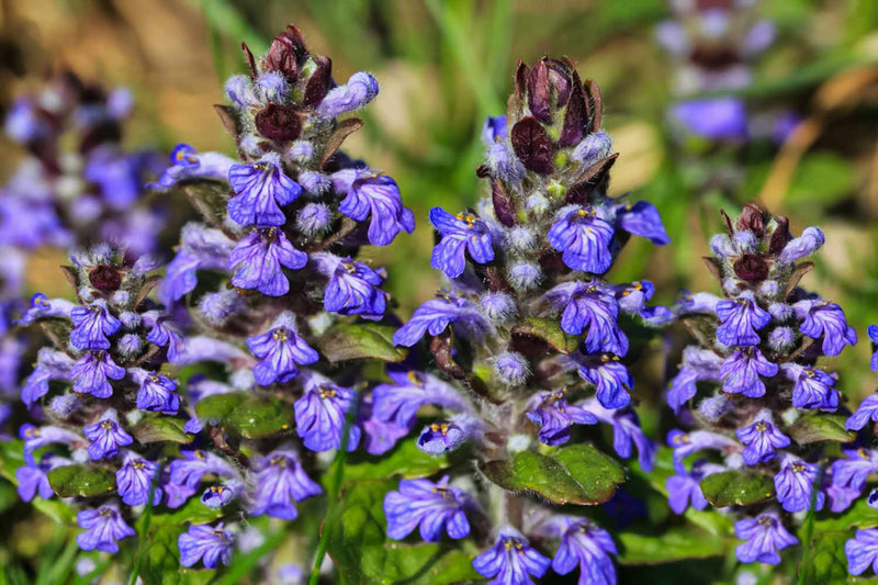 Mixed ajuga reptans samen for anpflanzung