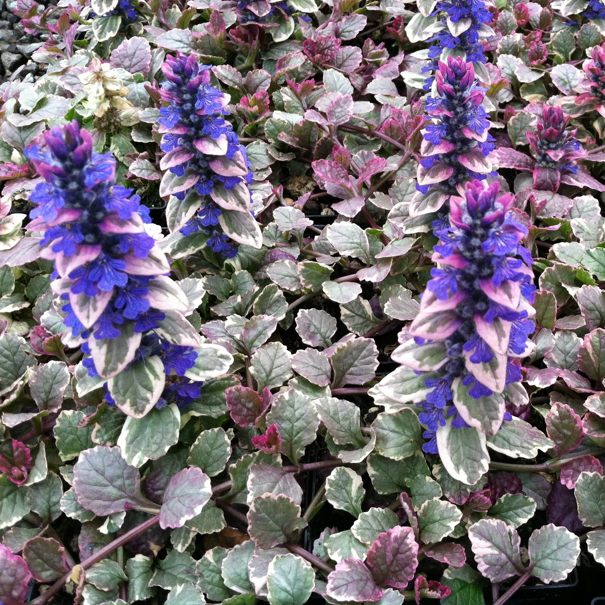 Ajuga Blumensamen zur Aussaat hochwertige Qualitäts- Traditionssorte & ohne Gentechnik Samen Hausgarten
