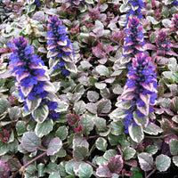 Ajuga Blumensamen zur Aussaat hochwertige Qualitäts- Traditionssorte & ohne Gentechnik Samen Hausgarten