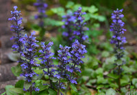 Blau Bugle Blume Samen zur Aussaat farbenfroh Landscapes