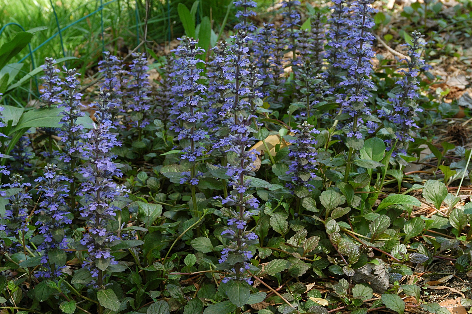 Ajuga Blumensamen zur Aussaat hochwertige Qualitäts- Traditionssorte & ohne Gentechnik Samen Hausgarten