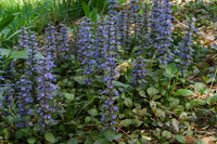 Ajuga Blumensamen zur Aussaat hochwertige Qualitäts- Traditionssorte & ohne Gentechnik Samen Hausgarten