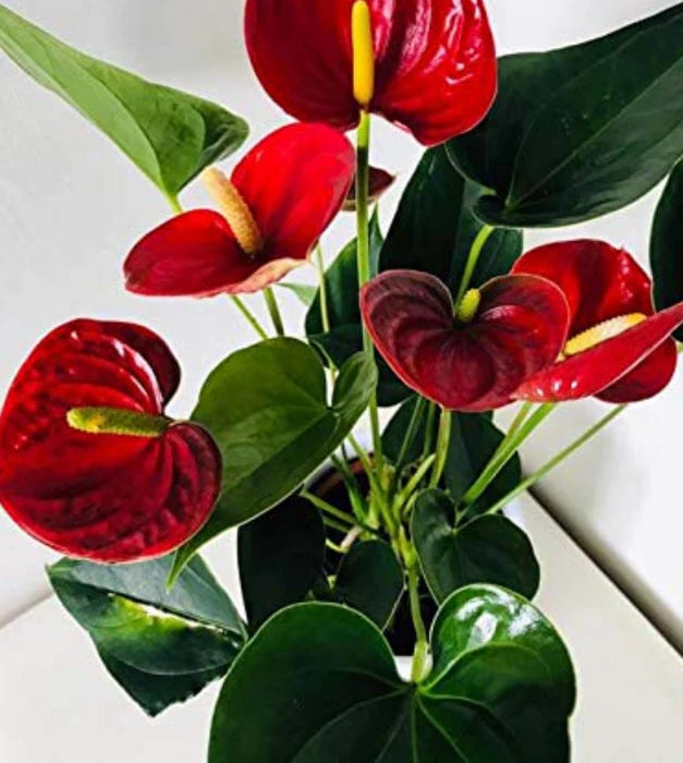 klein Rosa Flamingoblume Blumensamen zur Aussaat Landhaus Garten wichtig Traditionssorte & ohne Gentechnik Samen Hausgarten