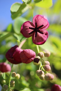 Akebia Quinata Blumensamen zur Aussaat – Landhaus Garten wichtig – Traditionssorte & ohne Gentechnik Samen Hausgarten