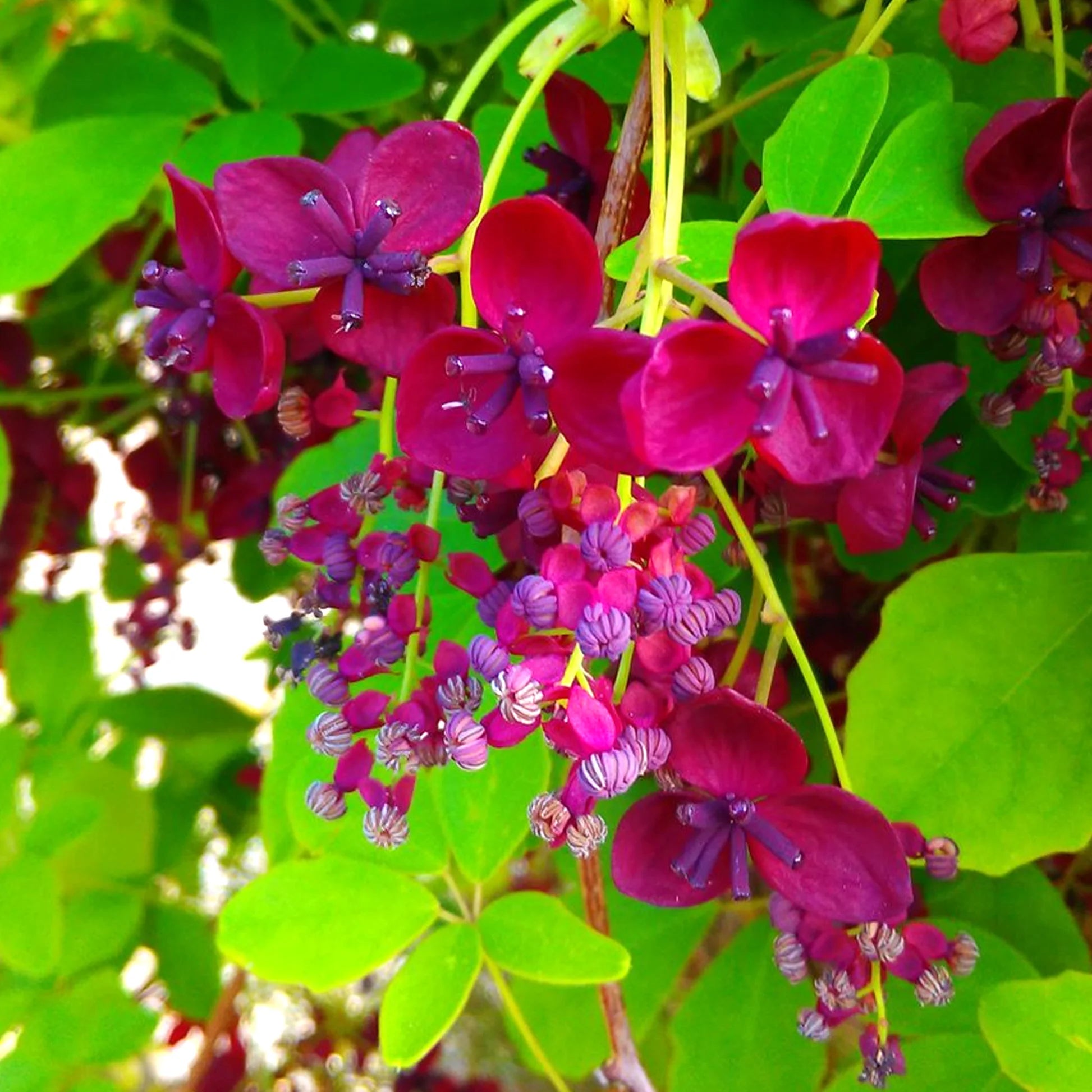 Rot Akebia Blumensamen zur Aussaat – lang Blüte Saison – Traditionssorte & ohne Gentechnik Samen Hausgarten
