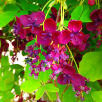 Rot Akebia Blumensamen zur Aussaat – lang Blüte Saison – Traditionssorte & ohne Gentechnik Samen Hausgarten