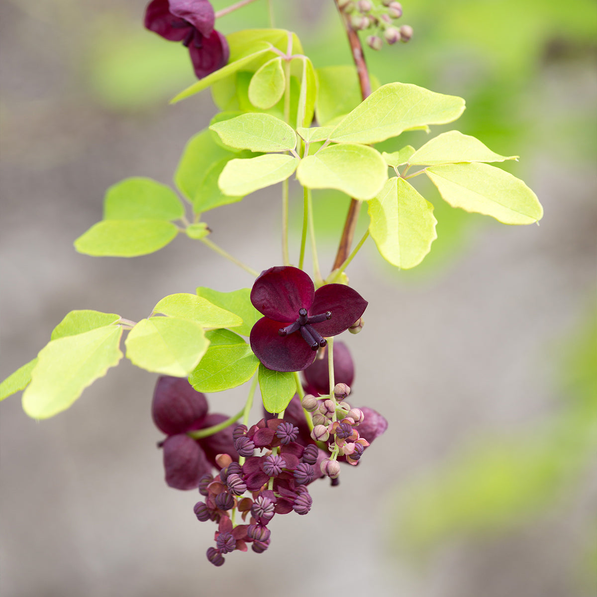 Rot Akebia Blumensamen zur Aussaat – lang Blüte Saison – Traditionssorte & ohne Gentechnik Samen Hausgarten