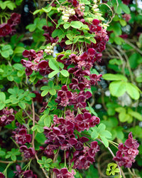 Akebia Blumensamen – ideal für Ihren Garten Aussaat