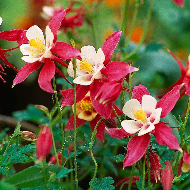 Siembra de semillas de aquilegia roja y amarilla
