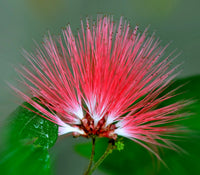 Albizia Blumensamen zur Aussaat farbenfroh Schau Traditionssorte & ohne Gentechnik Samen Hausgarten