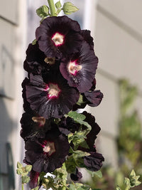 Traditionssorte Stockrose Blumensamen zur Aussaat Anzucht Traditionssorte & ohne Gentechnik Samen Hausgarten