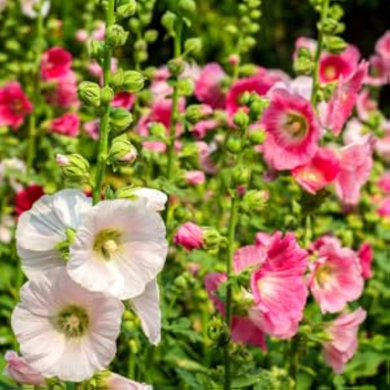 Alcea hollyhock blume samen for anpflanzung