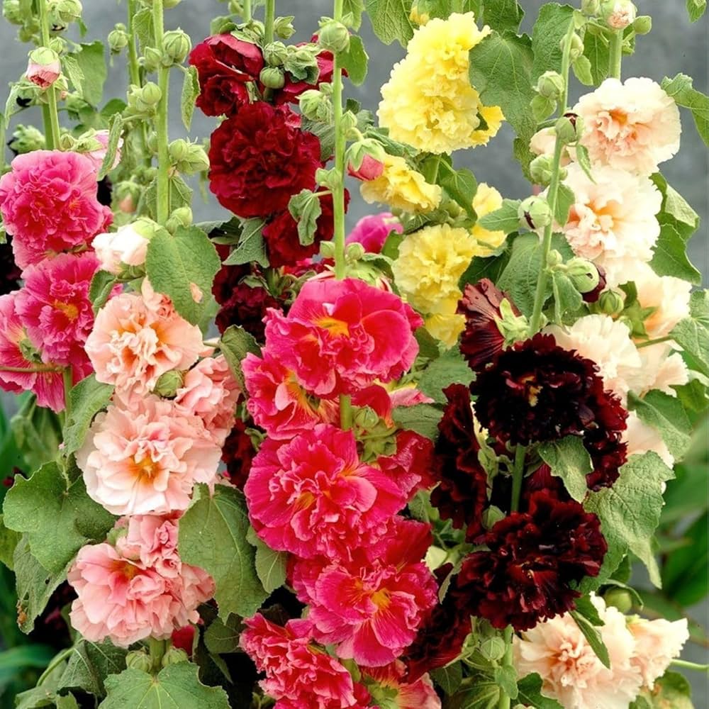 High germination alcea blume samen