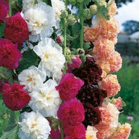 Non-gmo alcea blume samen