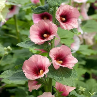 Ornamental alcea hollyhock flowering pflanze