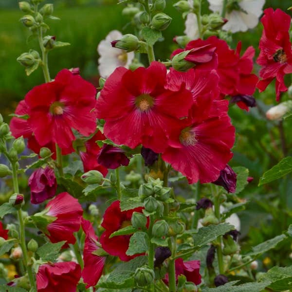 Colorful alcea rosea bloom samen for gardens