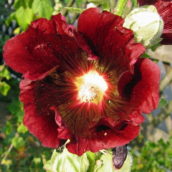Alcea rosea samen for garten anpflanzung