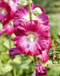 Rot Stockrose Blumensamen zur Aussaat – pflegeleicht – Traditionssorte & ohne Gentechnik Samen Hausgarten