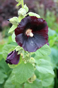 Schwarz Stockrose Blumensamen zur Aussaat – Bestäuber freundlich – Traditionssorte & ohne Gentechnik Samen Hausgarten