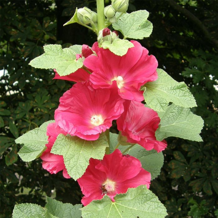Rot Stockrose Blumensamen zur Aussaat – pflegeleicht – Traditionssorte & ohne Gentechnik Samen Hausgarten