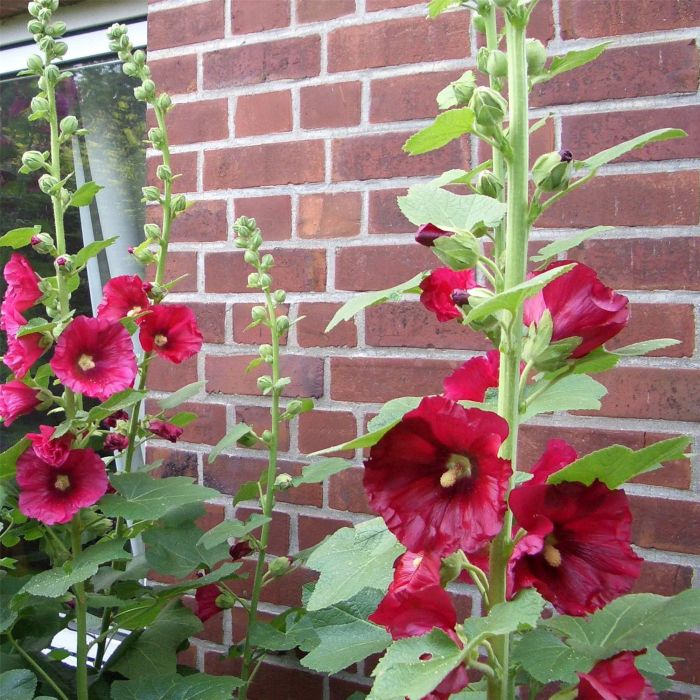 Rot Stockrose Blumensamen zur Aussaat – pflegeleicht – Traditionssorte & ohne Gentechnik Samen Hausgarten
