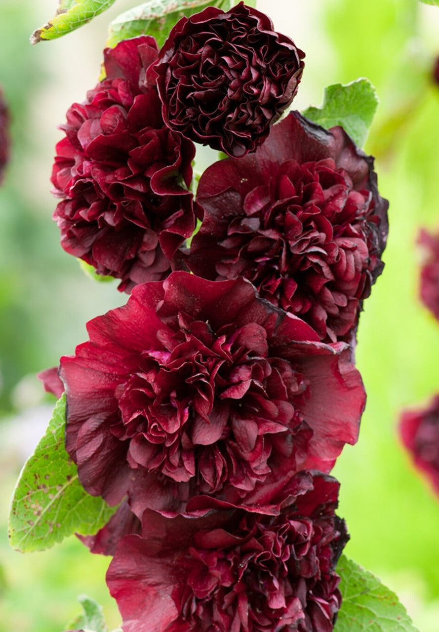 Kastanienrot Stockrose Blumensamen zur Aussaat – robust Sorte – Traditionssorte & ohne Gentechnik Samen Hausgarten