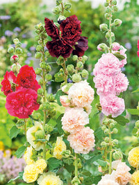 Gemischt Alcea Blumensamen zur Aussaat pflegeleicht Traditionssorte & ohne Gentechnik Samen Hausgarten