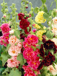 Gemischt Stockrose Blumensamen zur Aussaat leuchtend Traditionssorte & ohne Gentechnik Samen Hausgarten