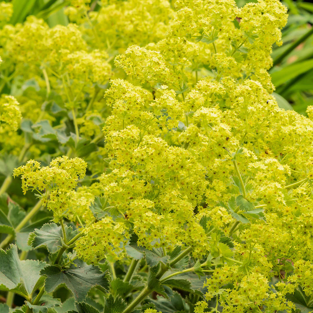 Aussaat Leitfaden Achemilla Mollis Samen