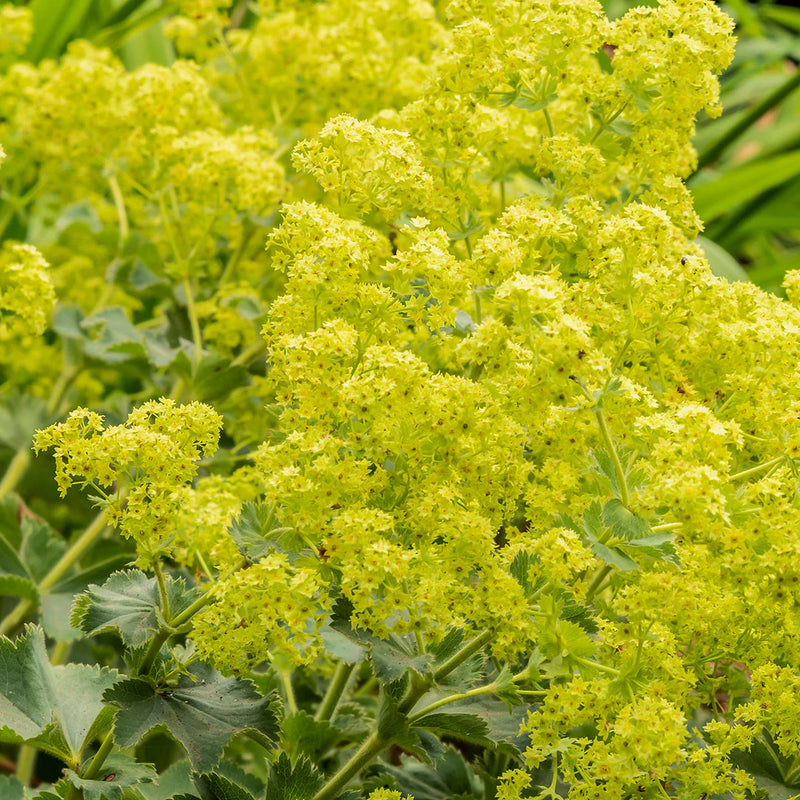 Aussaat Leitfaden Achemilla Mollis Samen