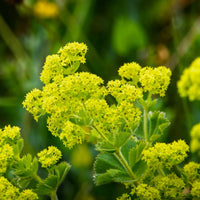 Aussaat Leitfaden Achemilla Mollis Samen