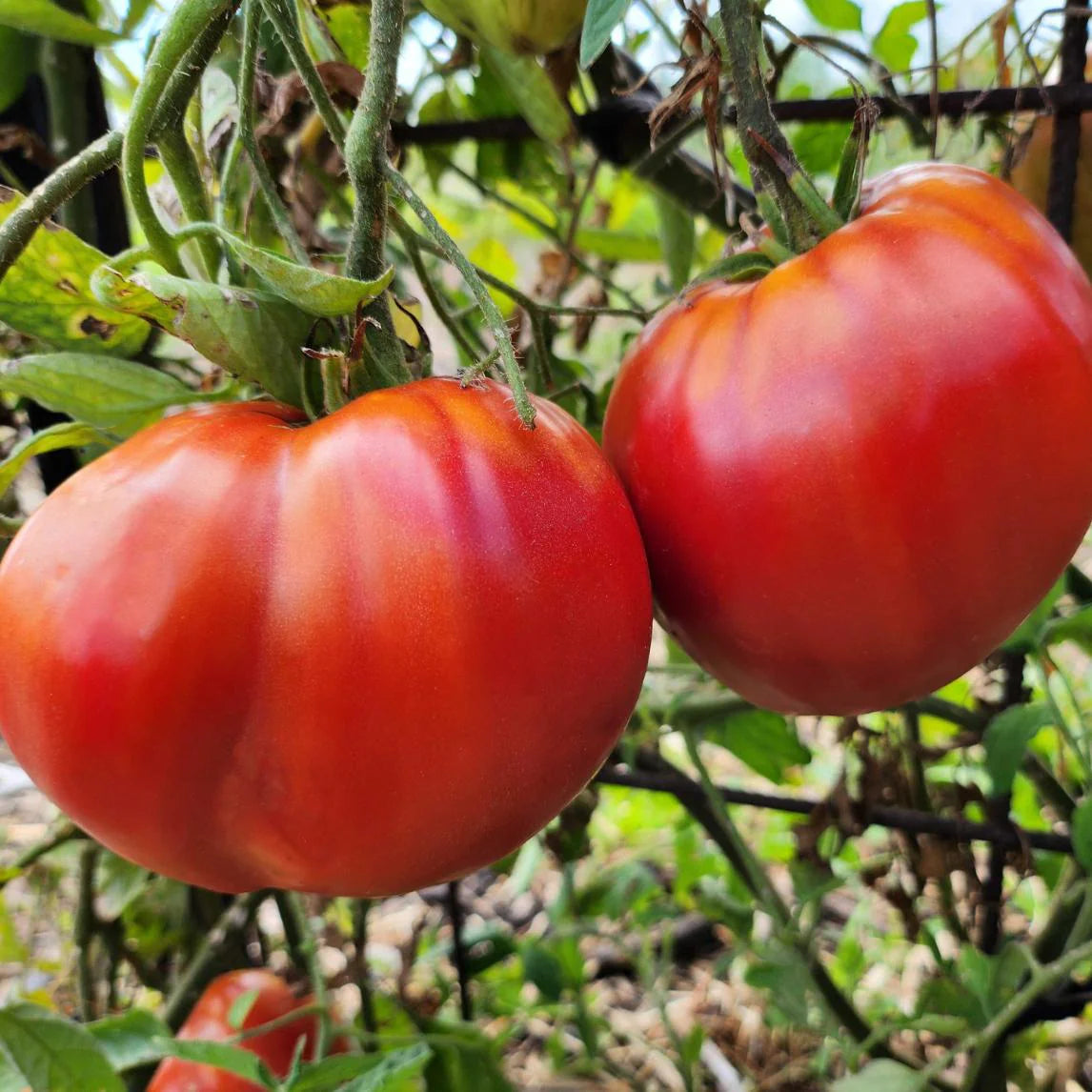 Oxheart Tomate Samen zum Pflanzen Solanum lycopersicum for vegetable patches and home gardens