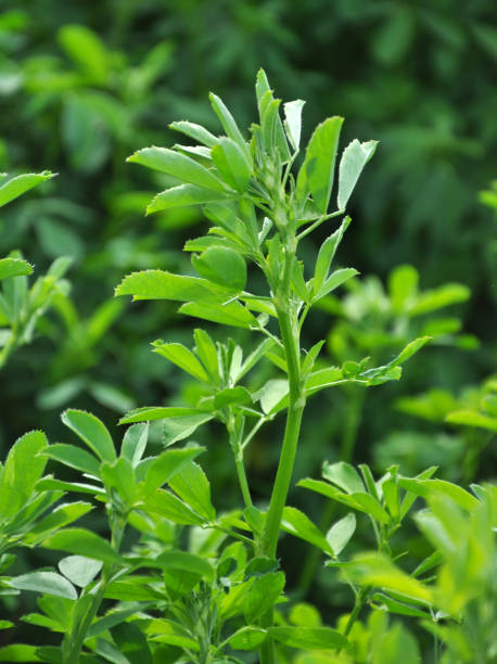 Alfalfa lucerne grass used as animal fodder
