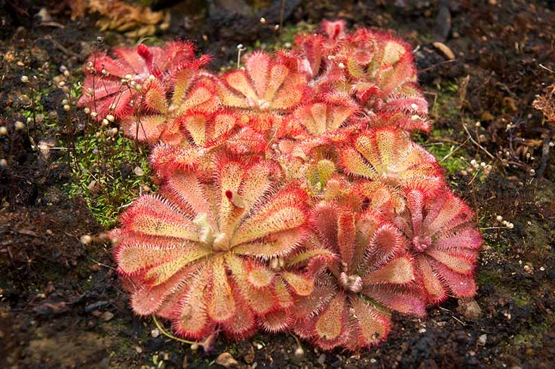 Rosa Sundew Blumensamen zur Aussaat – leuchtend Blüten – Traditionssorte & ohne Gentechnik Samen Hausgarten